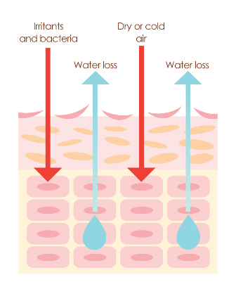 Transepidermal Water Loss, Skin Barrier, Hydration, Water Loss, Evaporation, Skin Epidermis