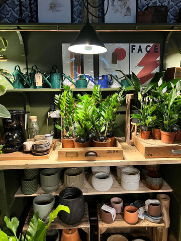 reclaimed and restored small green light in a houseplant and homewares retail store