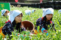 Fresh green tea harvest