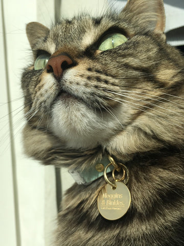 Noggins wearing his pastel mint green vegan cork 'leather' breakaway safety cat collar and engraved brass cat ID tag