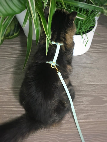 Noggins testing our cat harness and lead set to make sure it's escape proof