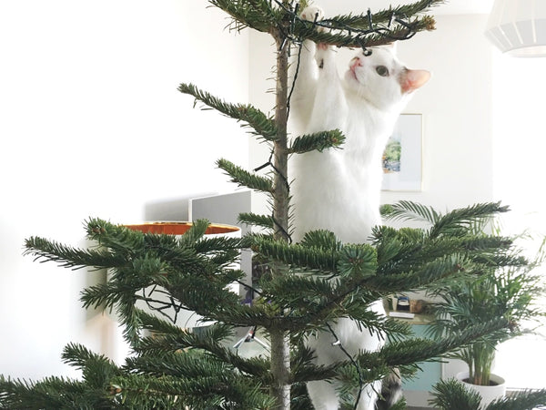 Cats and Christmas - cat climbing Christmas tree