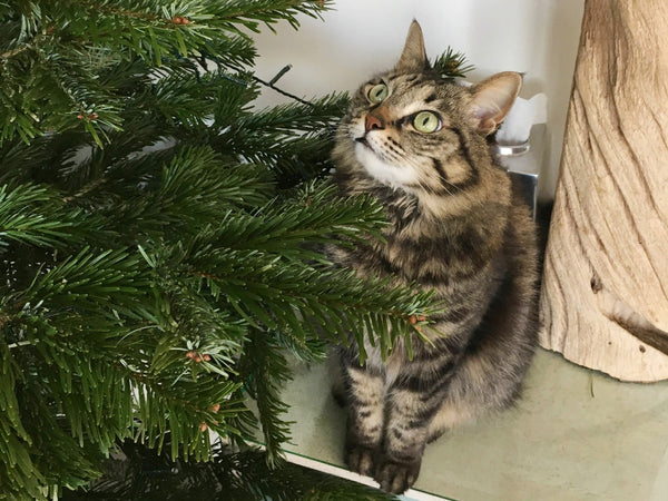 Cats and Christmas trees
