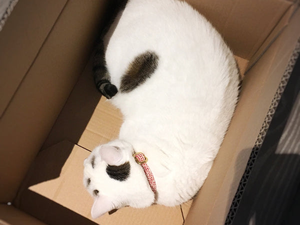 Cats love sleeping in cardboard boxes. Binkles sleeping in a box in his red polka dot cotton cat collar.
