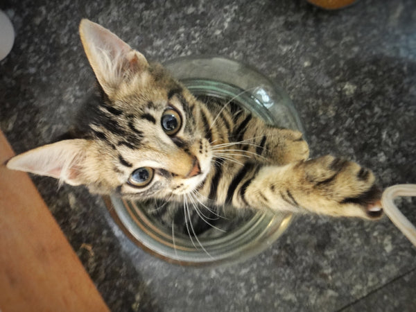 Noggins in his vase when he used to fit in small boxes and other things!