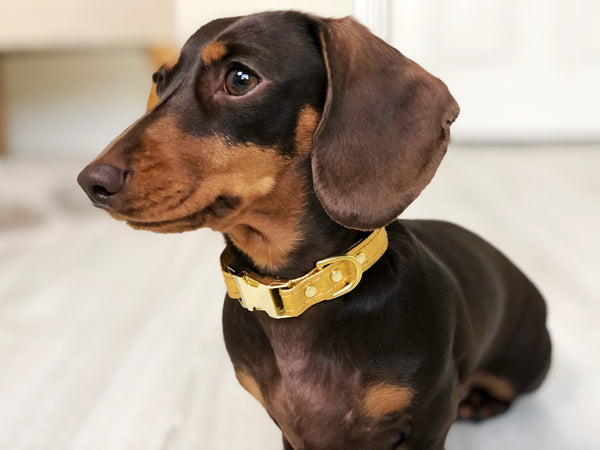 dachshund wearing a bling gold vegan leather dog collar in Pinatex with brass buckle