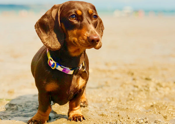 Lola enjoying a clean beach without plastic pollution in her multicoloured miniature dog collar
