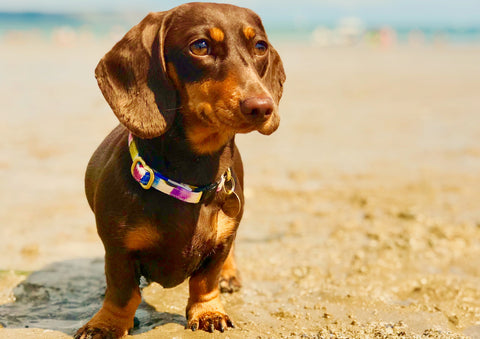 Lola the miniature dachshund wearing the 'Desroches' multicoloured cotton dog collar by Noggins & Binkles on the beach