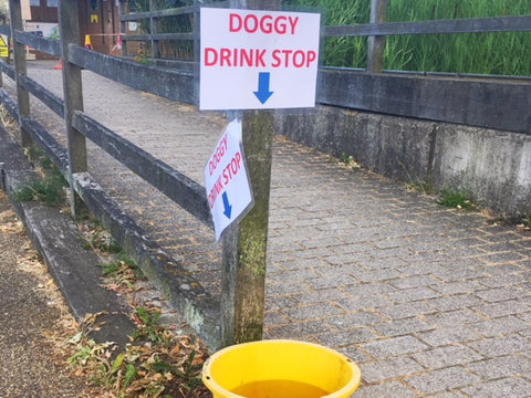 Dog water bowl in London to help keep your dog hydrated in the summer