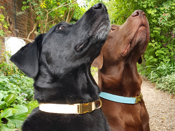 Labradors wearing their luxury vegan cork leather dog collars with brass buckles
