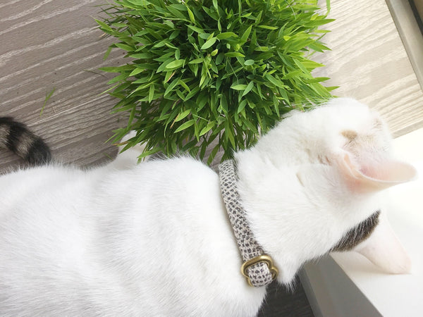 Some varieties of bamboo are safe for cats