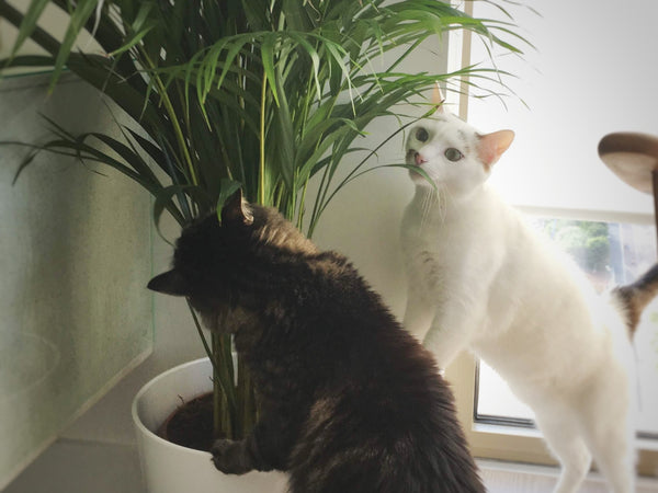 Palm tree is a safe houseplant for cats