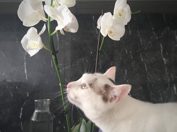 Orchids are safe flowering houseplants for cats