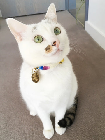 Binkles wearing his funky multicoloured indoor cat collar and brass engraved cat ID tag