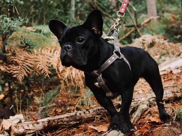 Sustainable, eco-friendly and vegan dog accessories