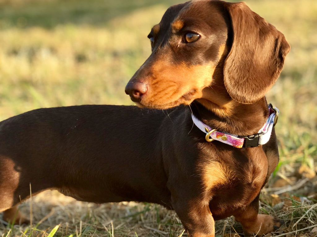 miniature dachshund puppy collar