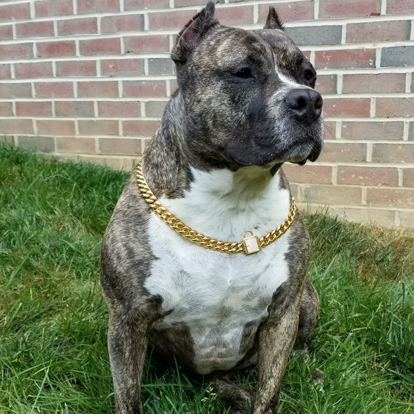 big dawg chain