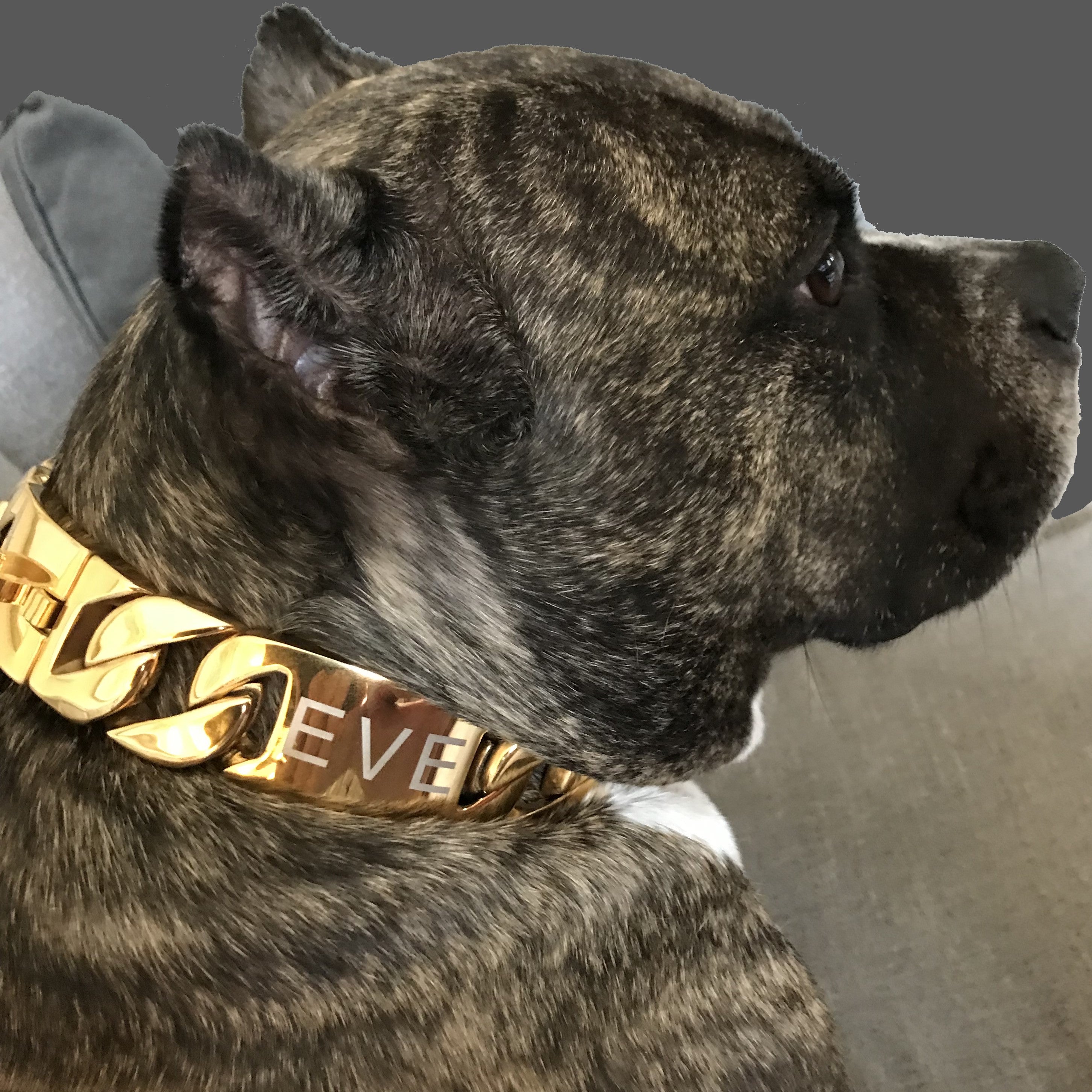 Big Dog Chains The Kilo Dog Collar, Gold, 21.5-in