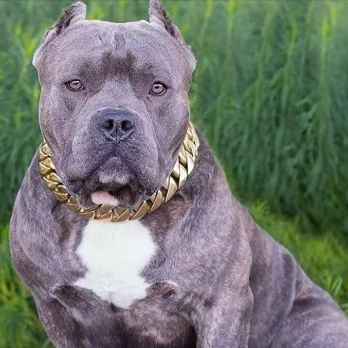 black pitbull with gold chain