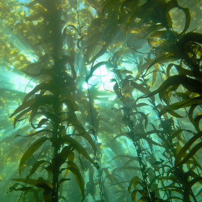 Kelp Tree with SeaTrees