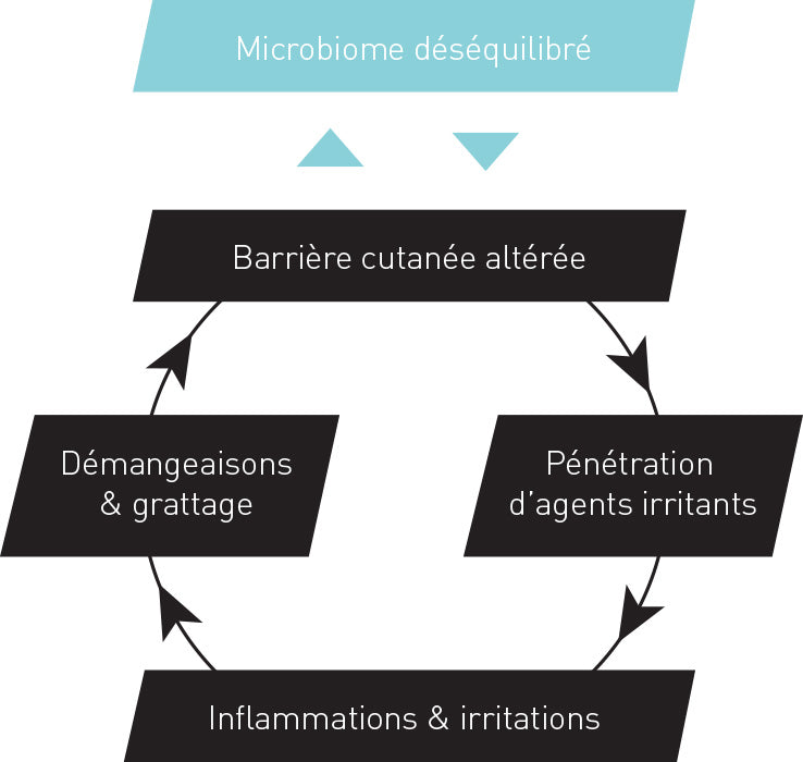 Schema Atolina