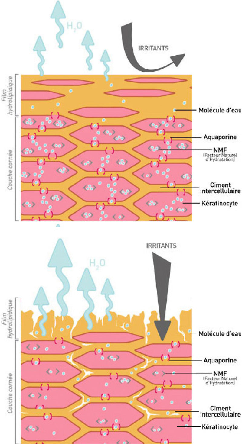 schema peau Mécanismes physiologique Dermina