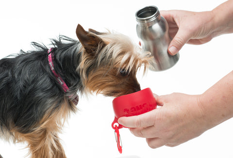 kong dog water bottle