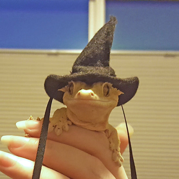 Witch Hat, 3 sizes – Pampered Beardies