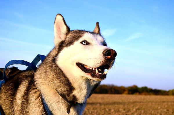 siberian husky facts