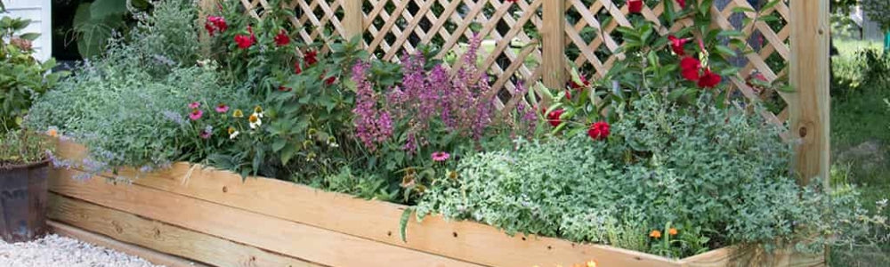 Add colour in your garden with an array of climbing flowers and vegetables that can grow up trellis.
