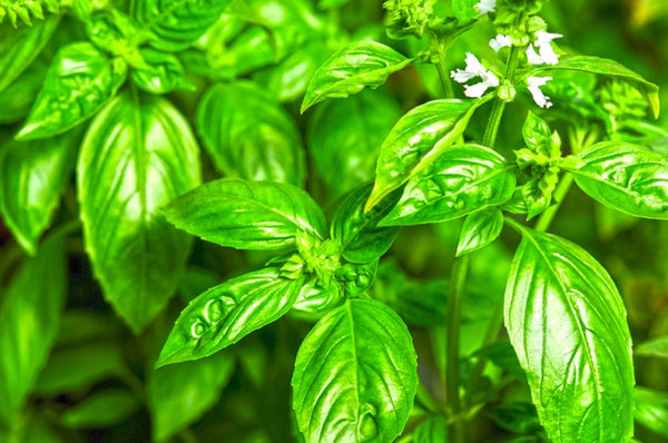 A pot of fragrant basil leaves