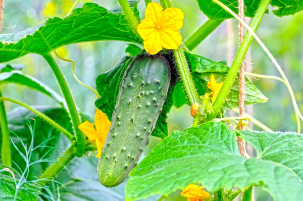 Lush cucumber plants in a garden