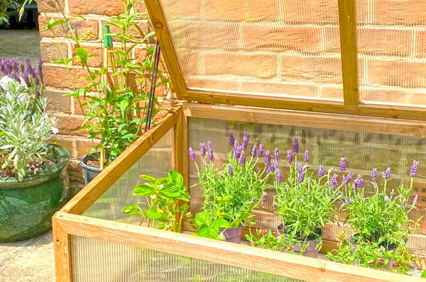 Protective cold frames for your home garden, offering shelter and insulation to delicate plants, extending the growing season.