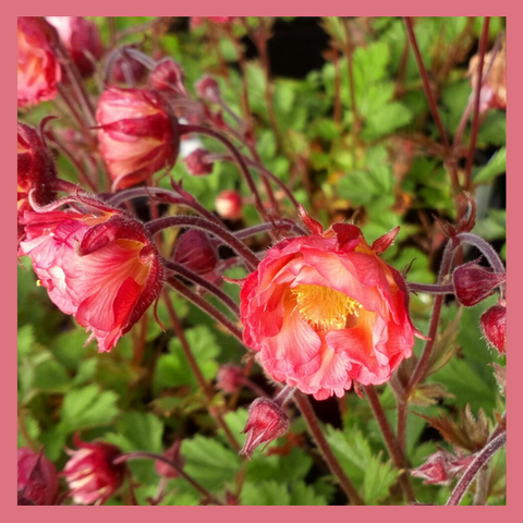 Geum' Pink Petticoats'