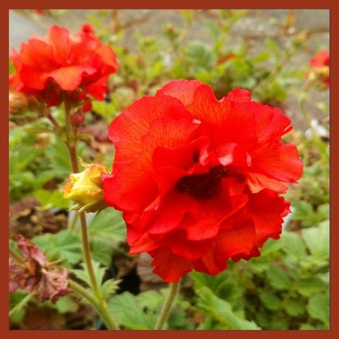 Geum Scarlet Tempest