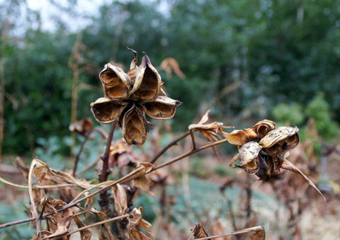 Seed pods in the autumn