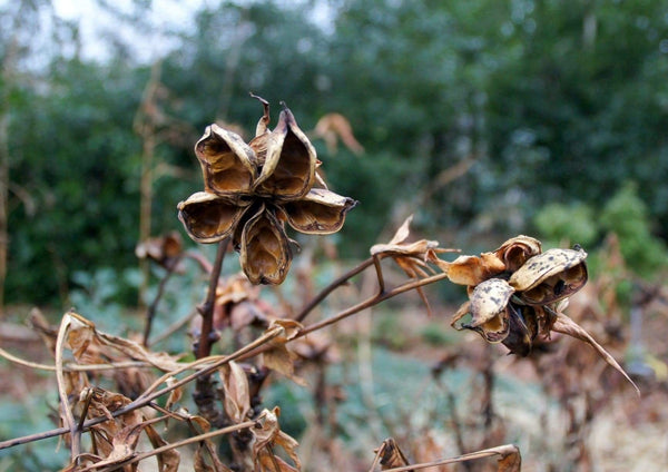 Peony seeds