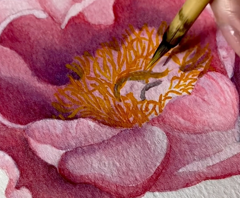 Peony of the Month - February - Lovely Rose detail