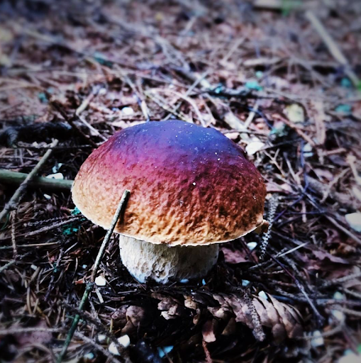 Round mushroom