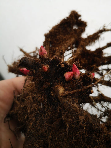 Peony buds growing from the roots