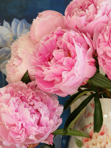 Fresh peonies in a vase 