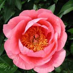 Peony Lovely Rose - Peony of the Month