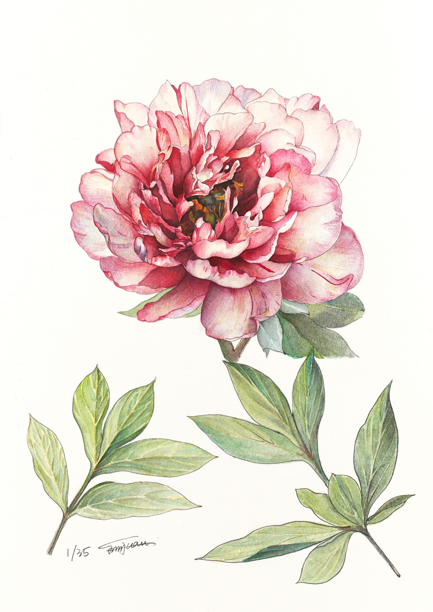 Botanical Prints: Hillary Itoh Peony