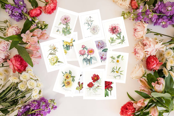 Peony of the Month Postcard Set