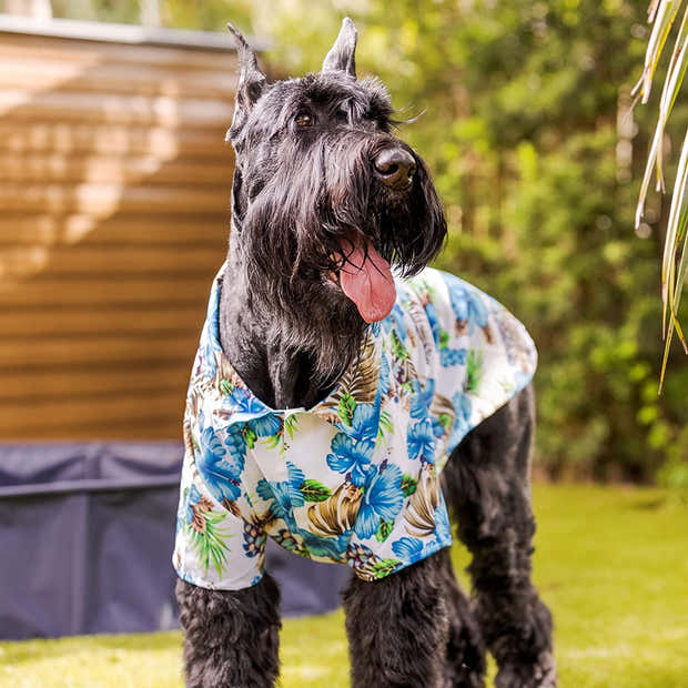 Hot Dog, Hibiscus Flower, And Hawaiian Shirts