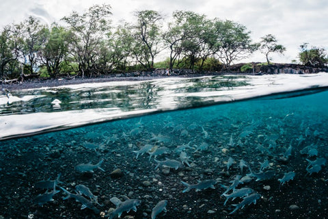 ハワイの水中魚