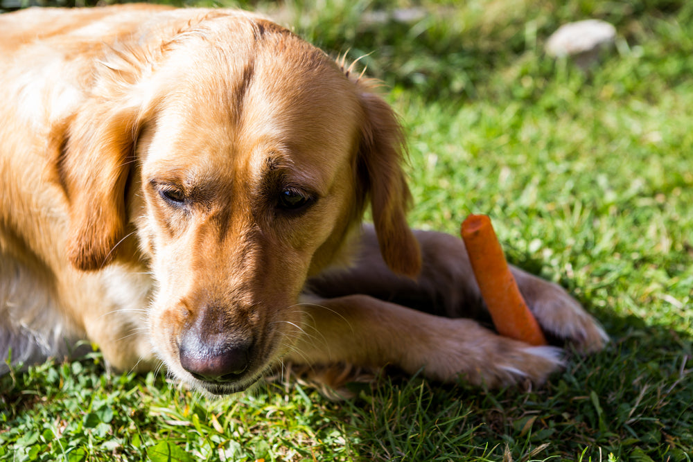 Clean Eating for Dogs: The Secret to Healthier, Happier Pups