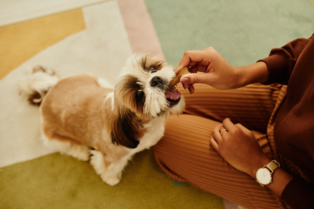 Rewards with Benefits The Right Way to Treat Your Dog's Health