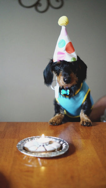 dog birthday treats dog in a birthday hat