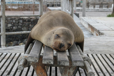 seal taking a nap